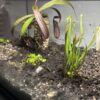 Nepenthes Rebecca Soper – Image 5