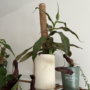 Nepenthes Rebecca Soper (grande)