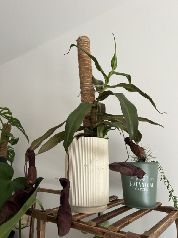 Nepenthes Rebecca Soper (grande)