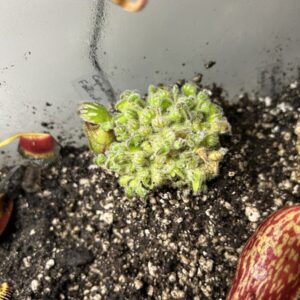 Cephalotus Follicularis