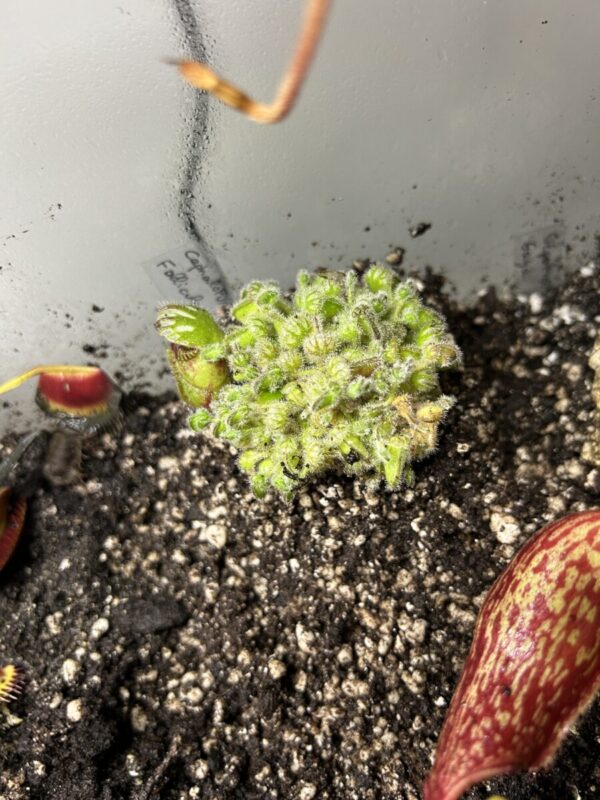 Cephalotus Follicularis
