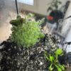 Cephalotus Follicularis – Image 5