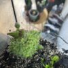 Cephalotus Follicularis – Image 2