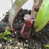 Nepenthes Rebecca Soper – Image 8