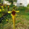 Sarracenia flava var. ornata -- wewahitchka – Image 2