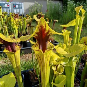 Sarracenia flava var. ornata -- wewahitchka
