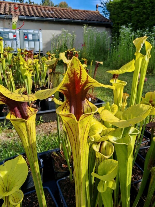 Sarracenia flava var. ornata -- wewahitchka