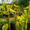 Sarracenia flava var. ornata -- wewahitchka – Image 3