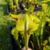 Sarracenia flava var. ornata -- wewahitchka – Image 4