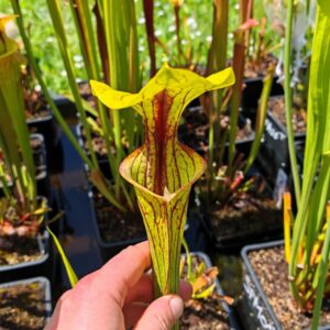 Sarracenia flava var. ornata -- Apalachicola National Forest, FL Clone 3 (W) (F220, MK)