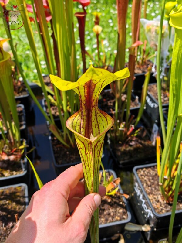 Sarracenia flava var. ornata -- Apalachicola National Forest, FL Clone 3 (W) (F220, MK)