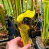 Sarracenia flava var. ornata -- Apalachicola National Forest, FL Clone 3 (W) (F220, MK) – Image 2