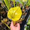 Sarracenia flava var. ornata -- Apalachicola National Forest, FL Clone 3 (W) (F220, MK) – Image 3
