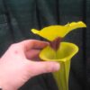 Sarracenia flava var. rugelii -- giant robust clone (F18, MK) – Image 7