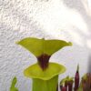 Sarracenia flava var. rugelii -- giant robust clone (F18, MK) – Image 6