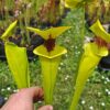 Sarracenia flava var. rugelii -- giant robust clone (F18, MK) – Image 2