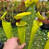 Sarracenia flava var. rugelii -- giant robust clone (F18, MK) – Image 3