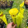 Sarracenia flava var. rugelii -- giant robust clone (F18, MK) – Image 4