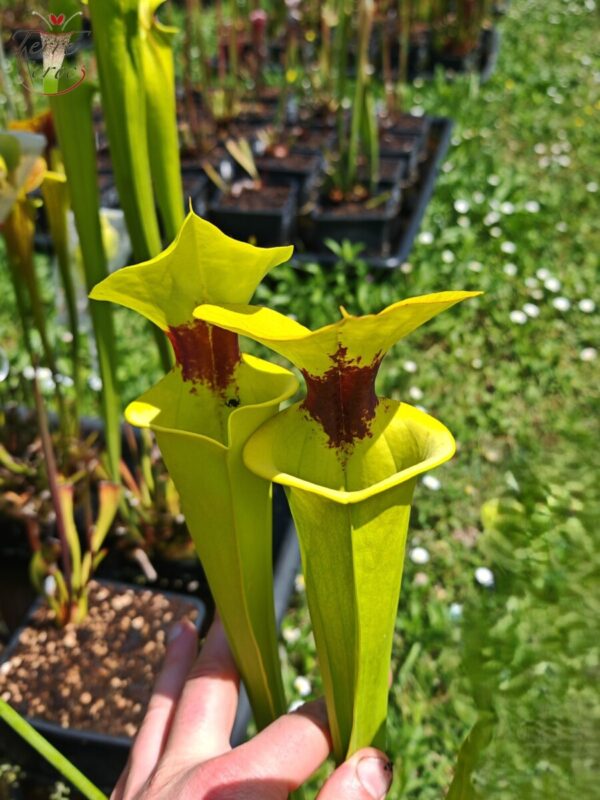 Sarracenia flava var. rugelii -- giant robust clone (F18, MK)