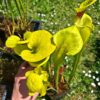 Sarracenia flava var. rugelii -- giant robust clone (F18, MK) – Image 5