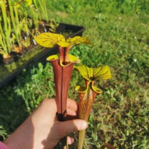 Sarracenia flava var. rubricorpora -- Red form, N.Carolina,W (F89, MK)