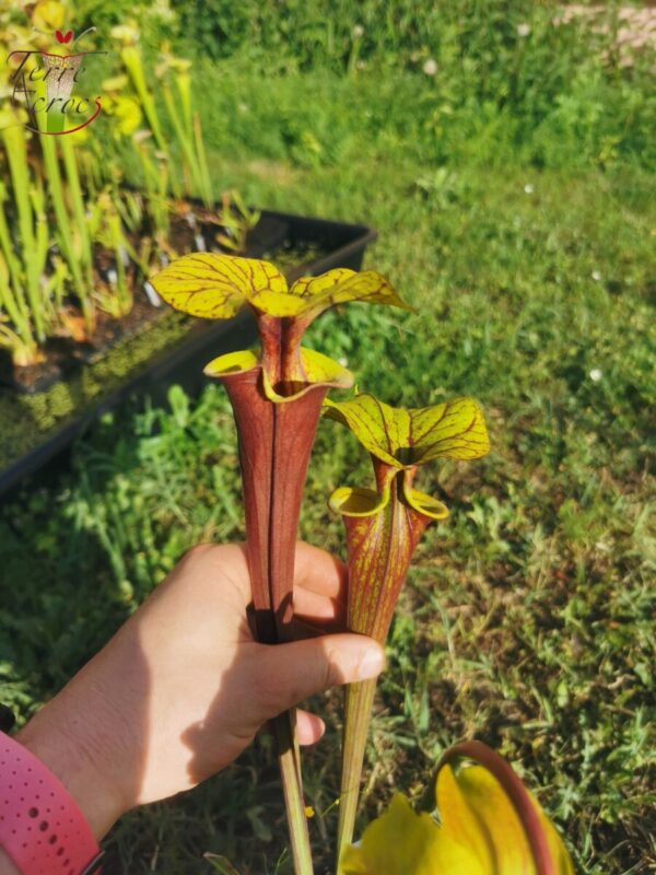 Sarracenia flava var. rubricorpora -- Red form, N.Carolina,W (F89, MK)