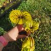 Sarracenia flava var. rubricorpora -- Red form, N.Carolina,W (F89, MK) – Image 2