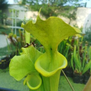 Sarracenia flava f viridescens -- Anthocyanin free form. Telogia, FL (WS) (NC)(F238, MK)