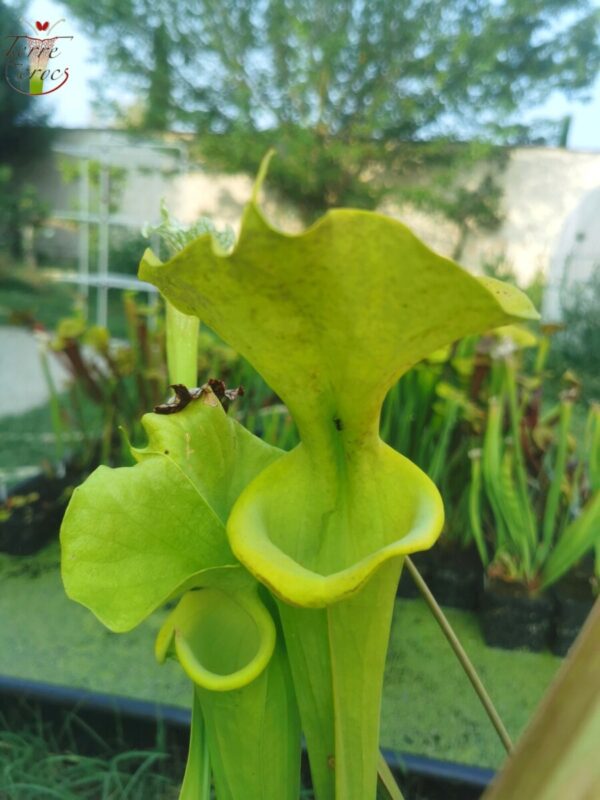 Sarracenia flava f viridescens -- Anthocyanin free form. Telogia, FL (WS) (NC)(F238, MK)