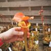 Sarracenia x (rugelii (F18, MK) x atropurpurea -- “Kimber Red Ruffles” (F195, MK)) – Image 6