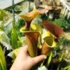 Sarracenia x (rugelii (F18, MK) x atropurpurea -- “Kimber Red Ruffles” (F195, MK)) – Image 5