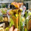 Sarracenia x (rugelii (F18, MK) x atropurpurea -- “Kimber Red Ruffles” (F195, MK)) – Image 4