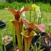 Sarracenia x (rugelii (F18, MK) x atropurpurea -- “Kimber Red Ruffles” (F195, MK)) – Image 2