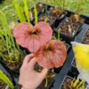 Sarracenia x (rugelii (F18, MK) x atropurpurea -- “Kimber Red Ruffles” (F195, MK)) – Image 3