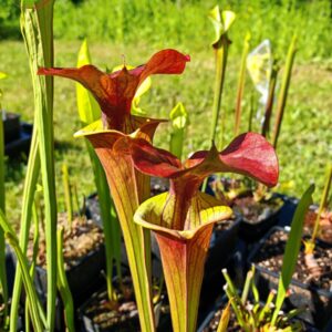 Sarracenia x (rugelii (F18, MK) x atropurpurea -- “Kimber Red Ruffles” (F195, MK))