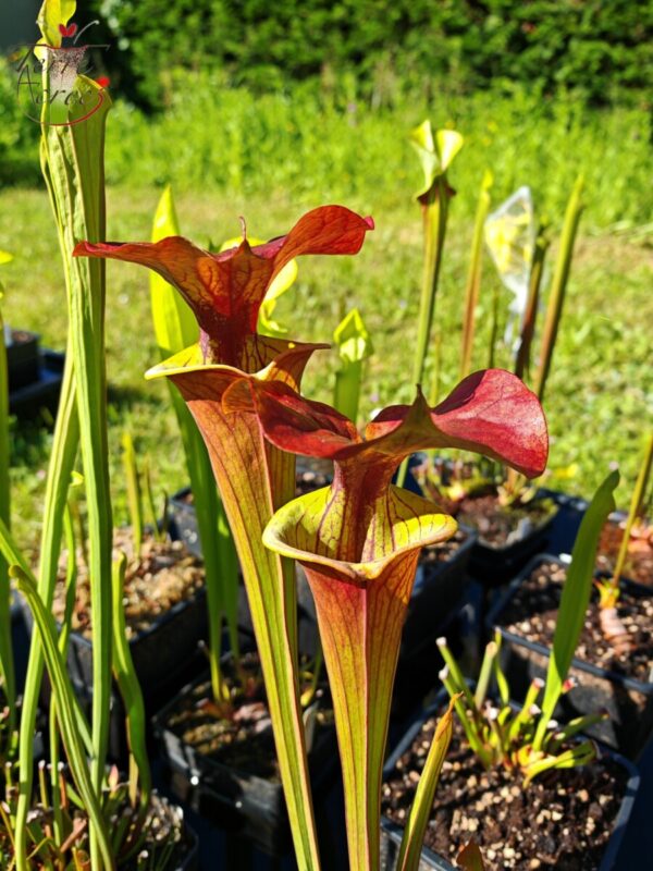 Sarracenia x (rugelii (F18, MK) x atropurpurea -- “Kimber Red Ruffles” (F195, MK))