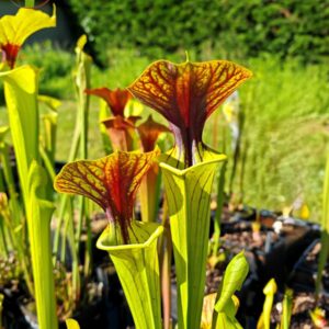 Sarracenia x (ornata -- (SFO24, CA) x rubricorpora – heavy vein (SFRB09, CA)) (clone3, CA)