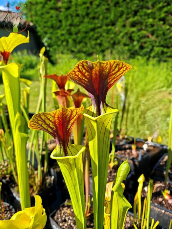 Sarracenia x (ornata -- (SFO24, CA) x rubricorpora – heavy vein (SFRB09, CA)) (clone3, CA)