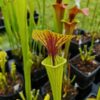 Sarracenia x (ornata -- (SFO24, CA) x rubricorpora – heavy vein (SFRB09, CA)) (clone3, CA) – Image 2