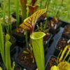 Sarracenia x (ornata -- (SFO24, CA) x rubricorpora – heavy vein (SFRB09, CA)) (clone3, CA) – Image 3