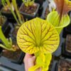 Sarracenia x (ornata -- (SFO24, CA) x rubricorpora – heavy vein (SFRB09, CA)) (clone3, CA) – Image 4