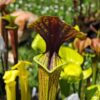 Sarracenia x (ornata -- (SFO24, CA) x rubricorpora – heavy vein (SFRB09, CA)) (clone3, CA) – Image 5