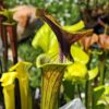 Sarracenia x (ornata -- (SFO24, CA) x rubricorpora – heavy vein (SFRB09, CA)) (clone3, CA) – Image 6