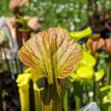 Sarracenia x (ornata -- (SFO24, CA) x rubricorpora – heavy vein (SFRB09, CA)) (clone3, CA) – Image 7