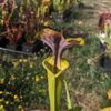 Sarracenia x (ornata -- (SFO24, CA) x rubricorpora – heavy vein (SFRB09, CA)) (clone3, CA) – Image 8