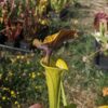 Sarracenia x (ornata -- (SFO24, CA) x rubricorpora – heavy vein (SFRB09, CA)) (clone3, CA) – Image 9