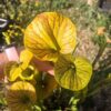 Sarracenia x (ornata -- (SFO24, CA) x rubricorpora – heavy vein (SFRB09, CA)) (clone3, CA) – Image 10
