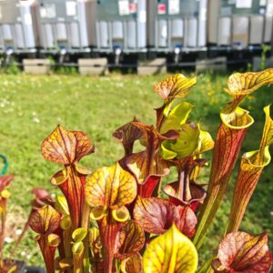Sarracenia x (S. flava ornata -- “Black Veins” (original)x S. flava var. atropurpurea -- ‘Waccamaw’)