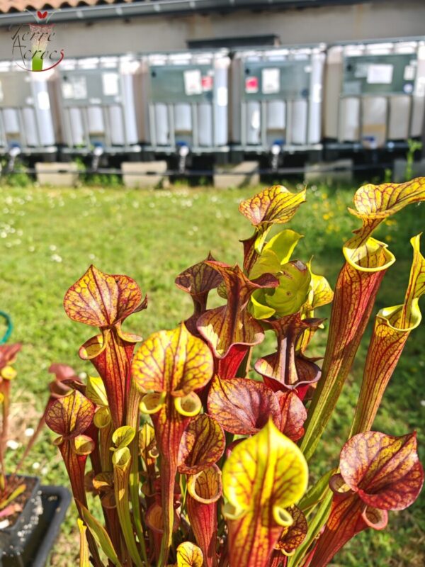 Sarracenia x (S. flava ornata -- “Black Veins” (original)x S. flava var. atropurpurea -- ‘Waccamaw’)