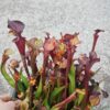 Sarracenia x (S. flava ornata -- “Black Veins” (original)x S. flava var. atropurpurea -- ‘Waccamaw’) – Image 2